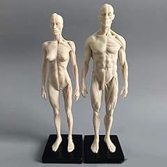 11inch human anatomical for sale  Delivered anywhere in USA 