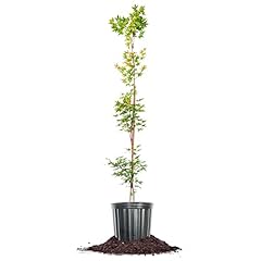 Perfect plants sango for sale  Delivered anywhere in USA 