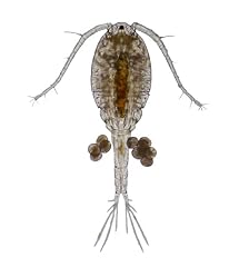 Swell live copepods for sale  Delivered anywhere in UK
