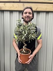 Twisted spiral stem for sale  Delivered anywhere in UK