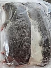 Frozen jumbo rats for sale  Delivered anywhere in USA 