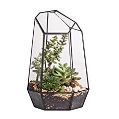 Ncyp terrarium verre d'occasion  Livré partout en France