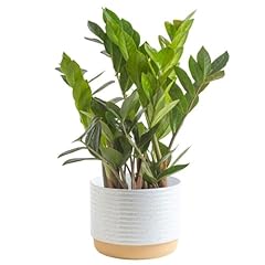 Costa farms plant for sale  Delivered anywhere in USA 