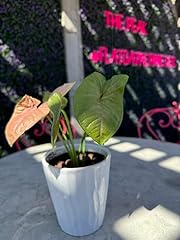 Pink variegated syngonium for sale  Delivered anywhere in USA 