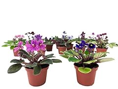 Mini african violets for sale  Delivered anywhere in USA 