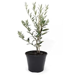 American plant arbequina for sale  Delivered anywhere in USA 