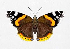 Red admiral butterfly for sale  Delivered anywhere in UK
