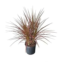 Dracaena marginata colorama for sale  Delivered anywhere in USA 