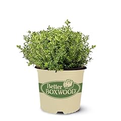 Gallon better boxwood for sale  Delivered anywhere in USA 