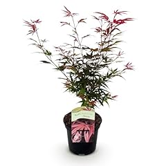 Greenboutiq plante terrasse d'occasion  Livré partout en France