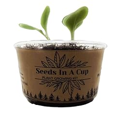 Apricot tree seed for sale  Delivered anywhere in USA 