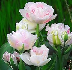 Tulip angelique hardy for sale  Delivered anywhere in UK