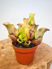 Sarracenia purpurea purple for sale  Delivered anywhere in Ireland