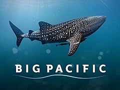Big pacific for sale  Delivered anywhere in UK