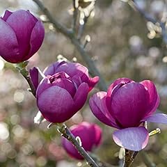Garden haven magnolia for sale  Delivered anywhere in UK