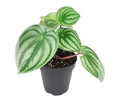 Peperomia argyreia watermelon for sale  Delivered anywhere in USA 