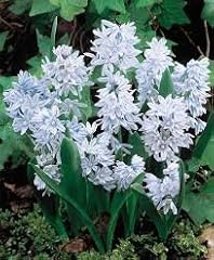 Puschkinia libanotica bulbs for sale  Delivered anywhere in UK