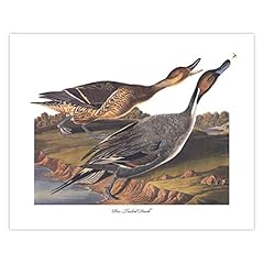 Pintail duck art for sale  Delivered anywhere in USA 