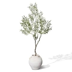 Vynt olive tree for sale  Delivered anywhere in USA 