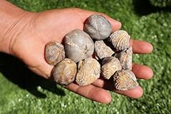 Amazing marine fossil for sale  Delivered anywhere in USA 