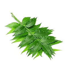 Neem leaves green for sale  Delivered anywhere in Ireland