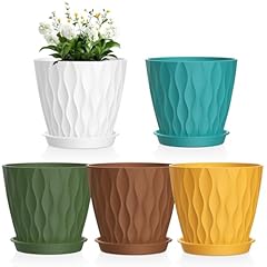 Meowell inch plant for sale  Delivered anywhere in USA 
