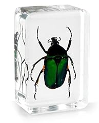 Real insect black for sale  Delivered anywhere in UK