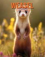 Weasel fun facts for sale  Delivered anywhere in UK