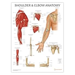 Anatomystuff shoulder elbow for sale  Delivered anywhere in UK