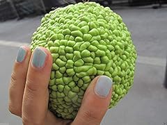 Osage orange seeds for sale  Delivered anywhere in USA 