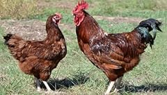 Rhode island red for sale  Delivered anywhere in USA 
