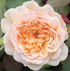 Rose Bush - Traditional Apricot Old English Scented for sale  Delivered anywhere in UK
