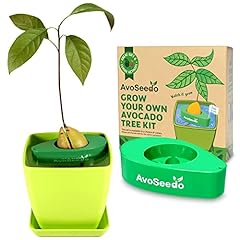 Grow avocado tree for sale  Delivered anywhere in Ireland