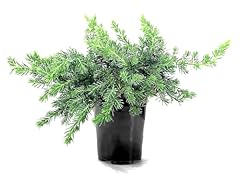 Juniper blue pacific for sale  Delivered anywhere in USA 
