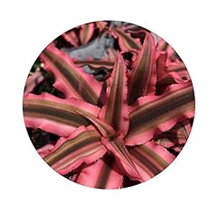 Earth star pink for sale  Delivered anywhere in USA 