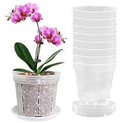 Blumiger inch orchid for sale  Delivered anywhere in USA 