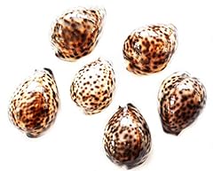 Florida shells gifts for sale  Delivered anywhere in USA 