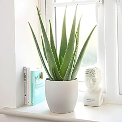 Carbeth plants aloe for sale  Delivered anywhere in UK