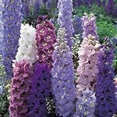 Pack delphinium magic for sale  Delivered anywhere in UK
