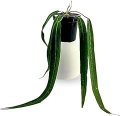Anthurium pallidiflorum live for sale  Delivered anywhere in USA 