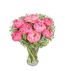 Peony blush fresh for sale  Delivered anywhere in UK