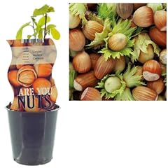 Productive hazelnut tree for sale  Delivered anywhere in UK