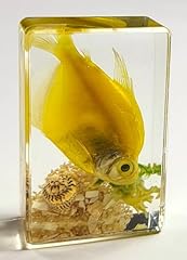 44mm real yellow for sale  Delivered anywhere in USA 