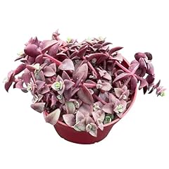 Sprout green calico for sale  Delivered anywhere in USA 