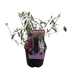 Greenboutiq schmetterlingsflie gebraucht kaufen  Wird an jeden Ort in Deutschland