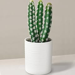 Seeko succulents cactus for sale  Delivered anywhere in USA 