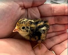 Fertile jumbo coturnix for sale  Delivered anywhere in USA 