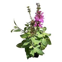 Live salvia pink for sale  Delivered anywhere in USA 