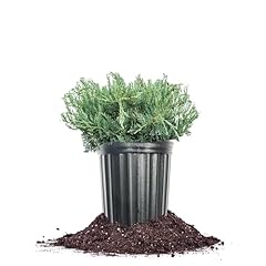 Perfect plants grey for sale  Delivered anywhere in USA 