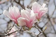 Saucer magnolia tree for sale  Delivered anywhere in USA 